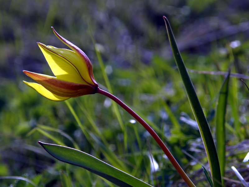 Tulipano alpino (Tulipa australis)